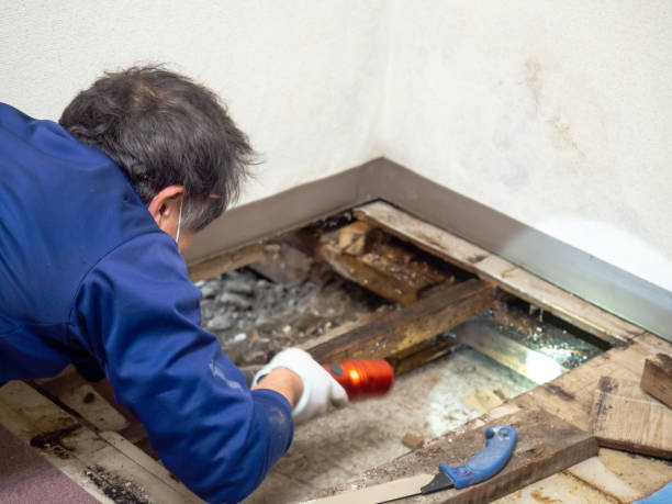 Best Local Mold Removal Service  in Sibley, IA