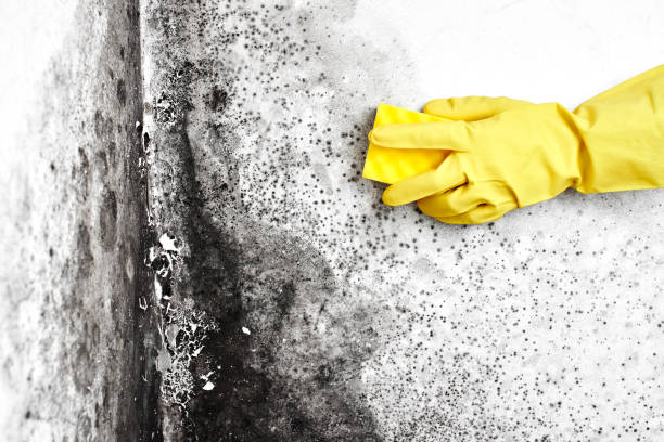 Best Residential Mold Removal  in Sibley, IA