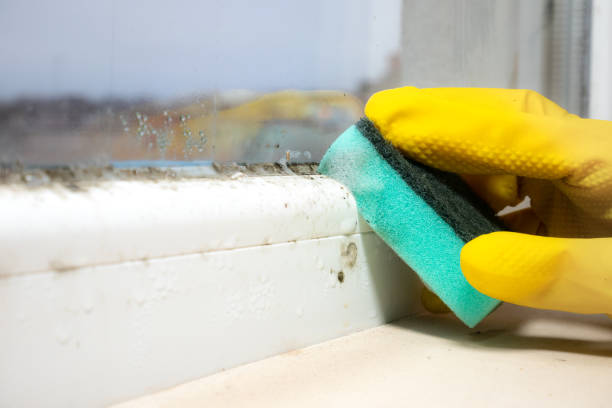 Best Mold Cleaning Services  in Sibley, IA