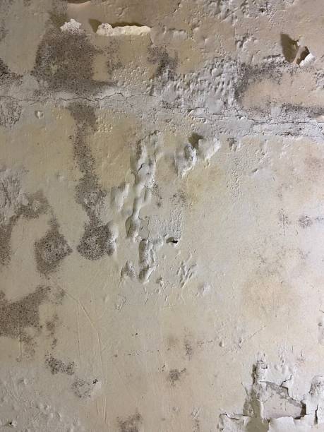 Best Black Mold Removal  in Sibley, IA